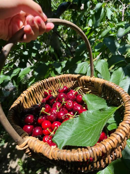 【旅游】汶川车厘子采摘+牟托羌寨一日游 商品图4