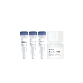 mRNA Cap 2'-O-Methyltransferase (50 U/μl)