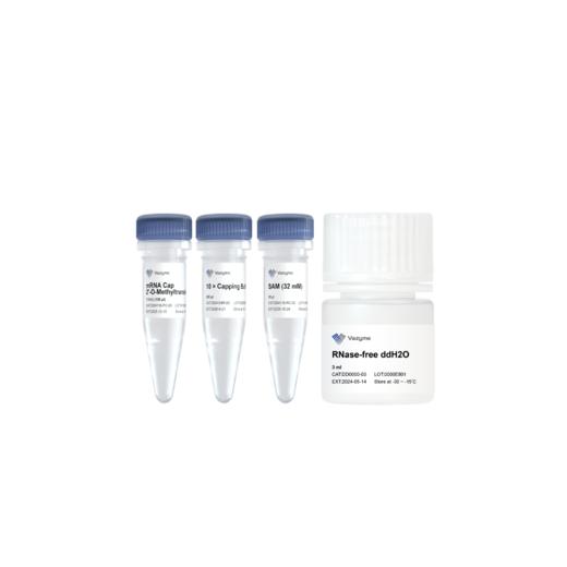 mRNA Cap 2'-O-Methyltransferase (50 U/μl) 商品图0