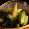 生态闽侯水果玉米 | 合作生产* Eco-corn | Coproduction 商品缩略图2