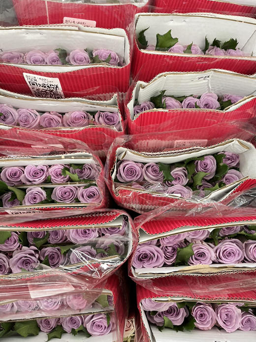 国产玫瑰-【海洋之歌】 商品图2