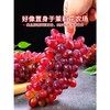 【云南茉莉美人指葡萄】茉莉香葡萄 清脆多汁！口口茉莉香！色泽透亮 营养丰富！新鲜水果当季小提子玫瑰香无籽脆甜红提整箱包邮-LC24GG05 商品缩略图0