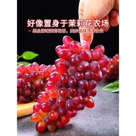 【云南茉莉美人指葡萄】茉莉香葡萄 清脆多汁！口口茉莉香！色泽透亮 营养丰富！新鲜水果当季小提子玫瑰香无籽脆甜红提整箱包邮-LC24GG05