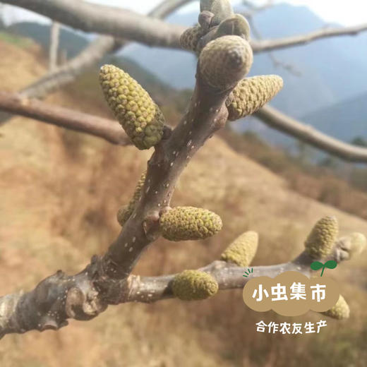 生态分心木 40g/袋 | 合作农友生产，产自云南省永仁县，生产者：康丽 &【公平贸易农人定价】 商品图12