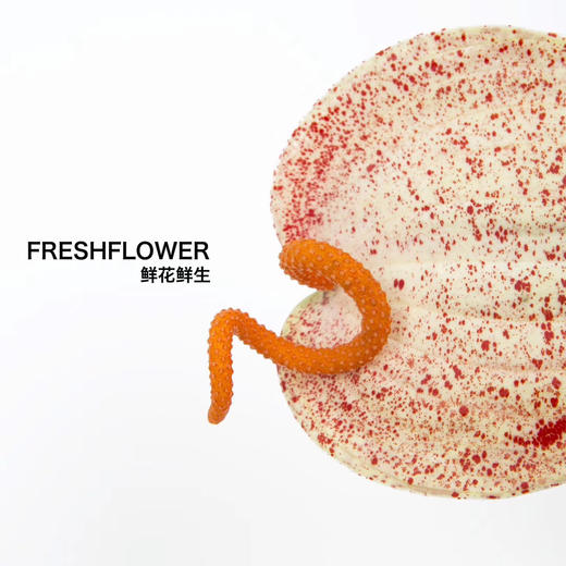 荷兰花材 | 涂鸦掌Graffiti【轻微瑕疵不售后】 商品图1