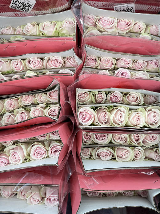 国产玫瑰-【粉雪山】 商品图1