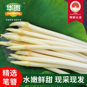 【严选】洪湖新鲜藕带现摘现发1斤装/2斤装/3斤装 （厂家直发）