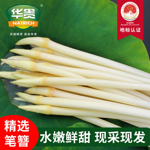 【严选】洪湖新鲜藕带现摘现发1斤装/2斤装/3斤装 （厂家直发） 商品图0