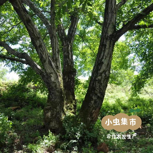 生态分心木 40g/袋 | 合作农友生产，产自云南省永仁县，生产者：康丽 &【公平贸易农人定价】 商品图9