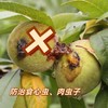 异军20%茚虫*灭幼脲 200毫升  食心虫 菜青虫  肉虫子 商品缩略图2