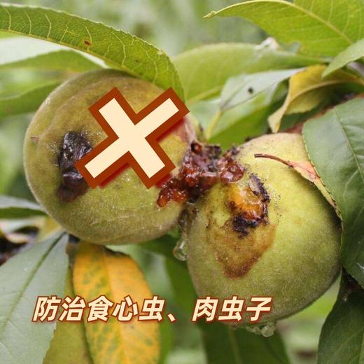 异军20%茚虫*灭幼脲 200毫升  食心虫 菜青虫  肉虫子 商品图2