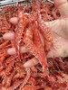 & 网红甜虾樱花虾🌸超级漂亮~纯野品质，虾肉鲜美脆甜，活冻 商品缩略图5