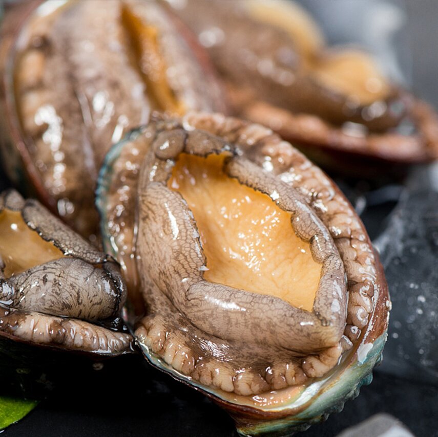 东山岛  大鲍鱼
