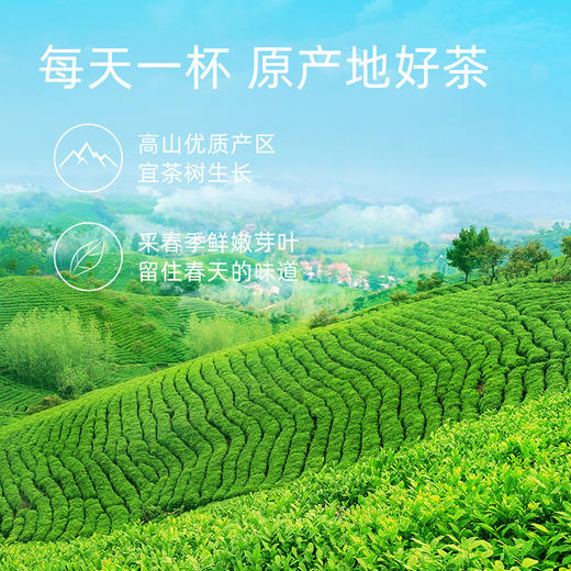 文新茶叶茉莉花茶茉莉毛尖信阳毛尖2023新茶浓香型密封罐装20g 商品图2