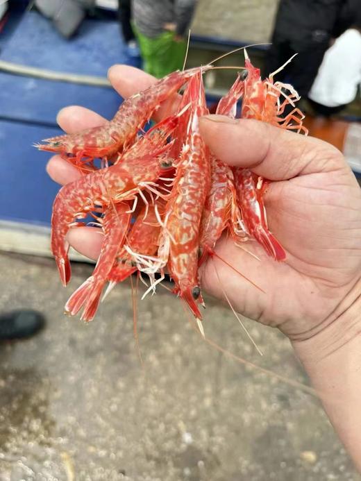 & 网红甜虾樱花虾🌸超级漂亮~纯野品质，虾肉鲜美脆甜，活冻 商品图6