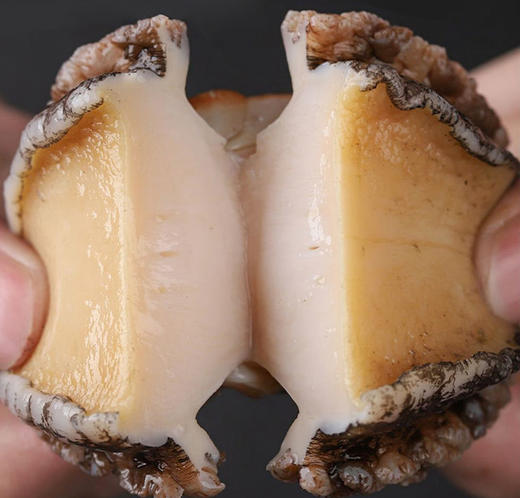 东山岛  大鲍鱼 商品图4