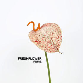 荷兰花材 | 涂鸦掌Graffiti【轻微瑕疵不售后】