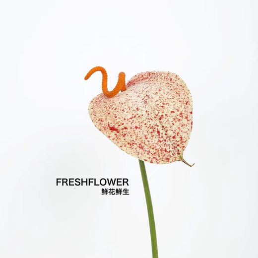 荷兰花材 | 涂鸦掌Graffiti【轻微瑕疵不售后】 商品图0