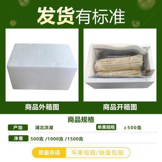 【严选】洪湖新鲜藕带现摘现发1斤装/2斤装/3斤装 （厂家直发） 商品图3