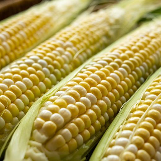 生态闽侯水果玉米 | 合作生产* Eco-corn | Coproduction 商品图0