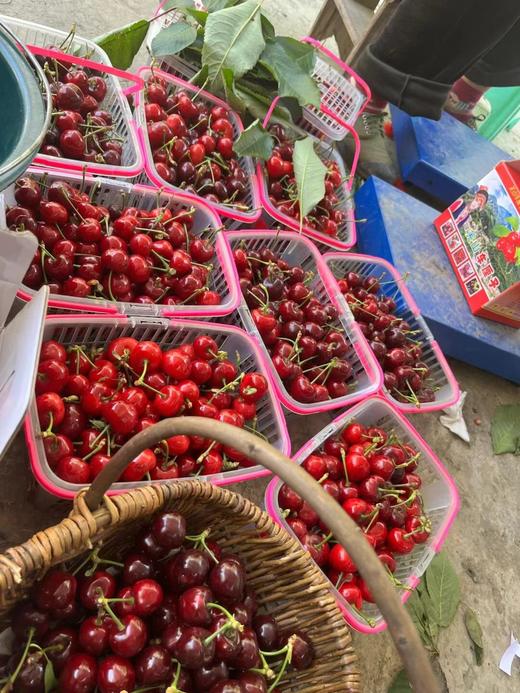 【旅游】汶川车厘子采摘+牟托羌寨一日游 商品图5