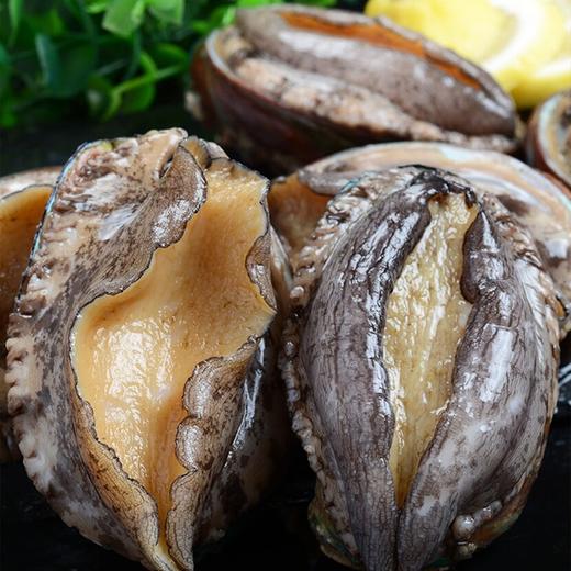 东山岛  大鲍鱼 商品图1