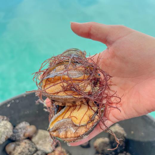 东山岛  大鲍鱼 商品图2