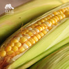 生态闽侯水果玉米 | 合作生产* Eco-corn | Coproduction 商品缩略图5