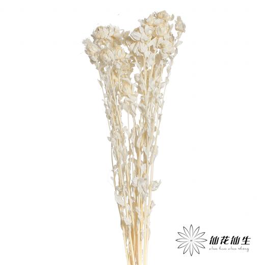 永生花材 | 橙菠萝白色 商品图1