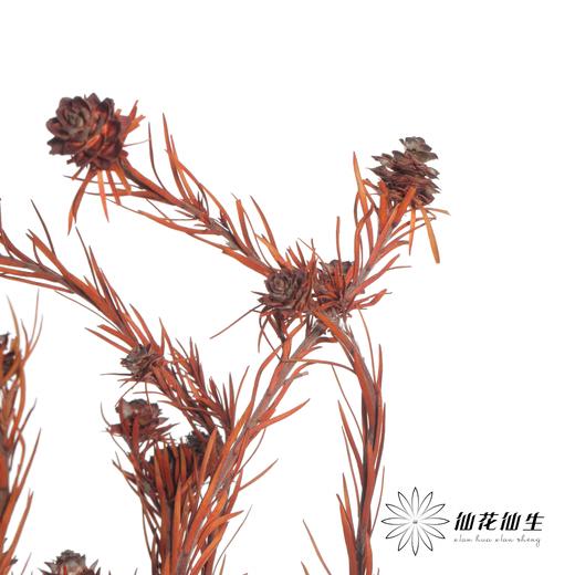 永生花材 | 郁金香橙色 商品图2