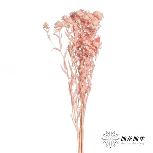 永生花材 | 橙菠萝粉色 商品图1