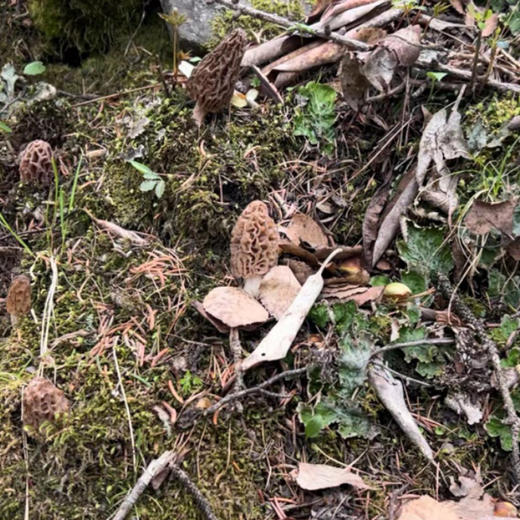 野生羊肚菌 2斤 商品图3