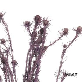 永生花材 | 郁金香紫色