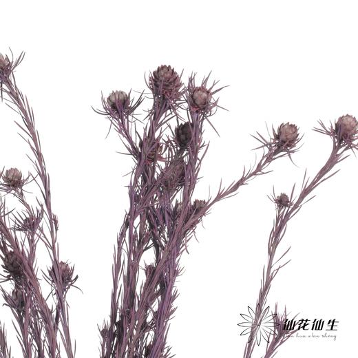 永生花材 | 郁金香紫色 商品图0