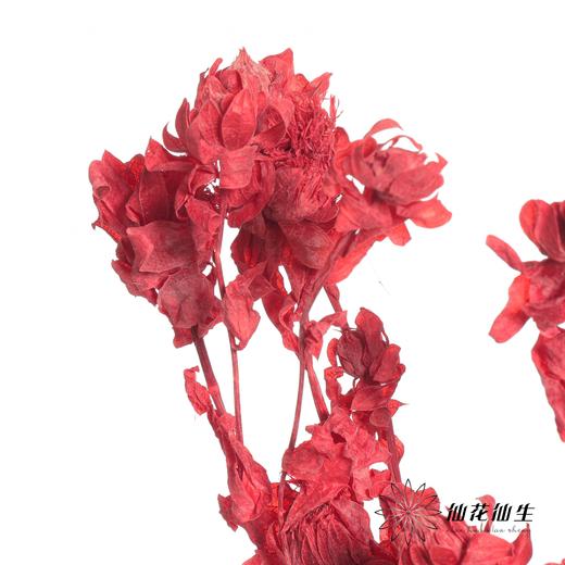 永生花材 | 橙菠萝红色 商品图2
