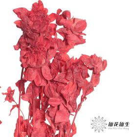 永生花材 | 橙菠萝红色