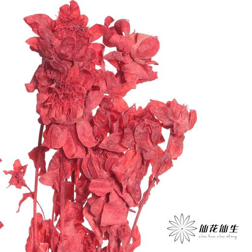 永生花材 | 橙菠萝红色 商品图0
