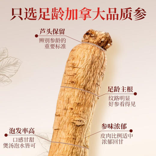 雷允上  西洋参10g短枝礼盒100g 商品图2