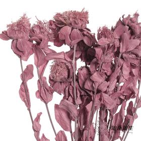 永生花材 | 橙菠萝紫色