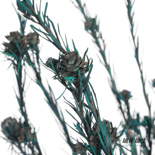 永生花材 | 郁金香蓝色 商品图2