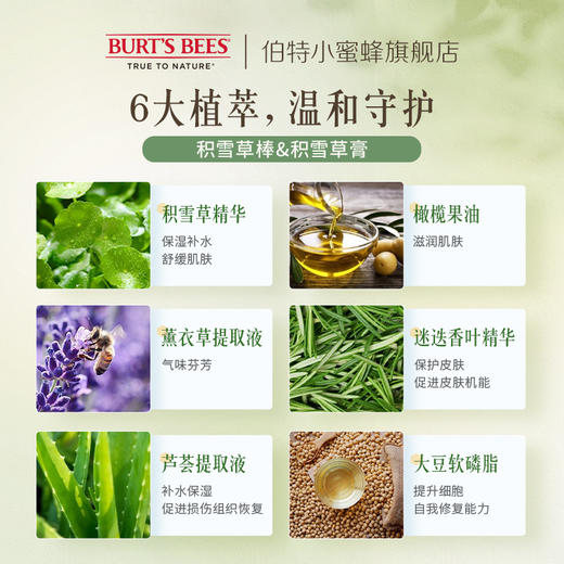 美国Burt's Bees伯特小蜜蜂紫草膏/积雪草棒 商品图2