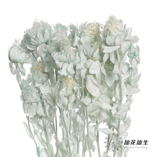 永生花材 | 橙菠萝蓝色 商品图0