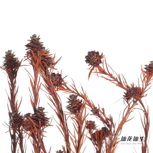 永生花材 | 郁金香橙色 商品图0