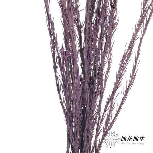 永生花材 | 郁金香紫色 商品图3