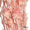永生花材 | 橙菠萝粉色 商品缩略图0