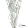 永生花材 | 橙菠萝蓝色 商品缩略图3