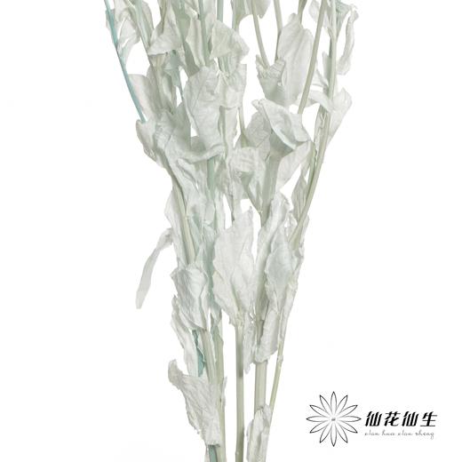永生花材 | 橙菠萝蓝色 商品图3