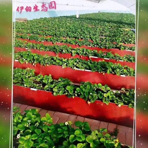 【暑期不加价】¥1799/人起/5晚/10晚/15晚--大连伊甸旅游度假区旅居套餐，2人起订，每日三餐自助，下午营养间食，每日绿色应季果蔬，锶泉泡浴，免费棋牌，采摘，垂钓等 商品图9