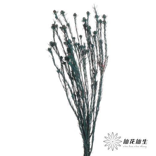永生花材 | 郁金香蓝色 商品图1