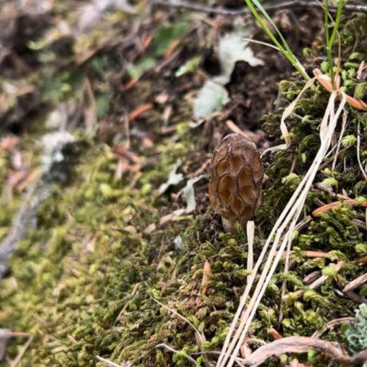 野生羊肚菌 2斤 商品图9